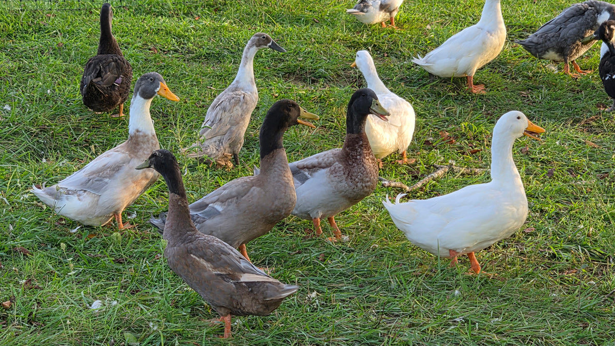 Ducks - Barnyard Mix