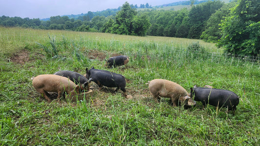 Pasture Raised Pigs in Bulk - Now Available!