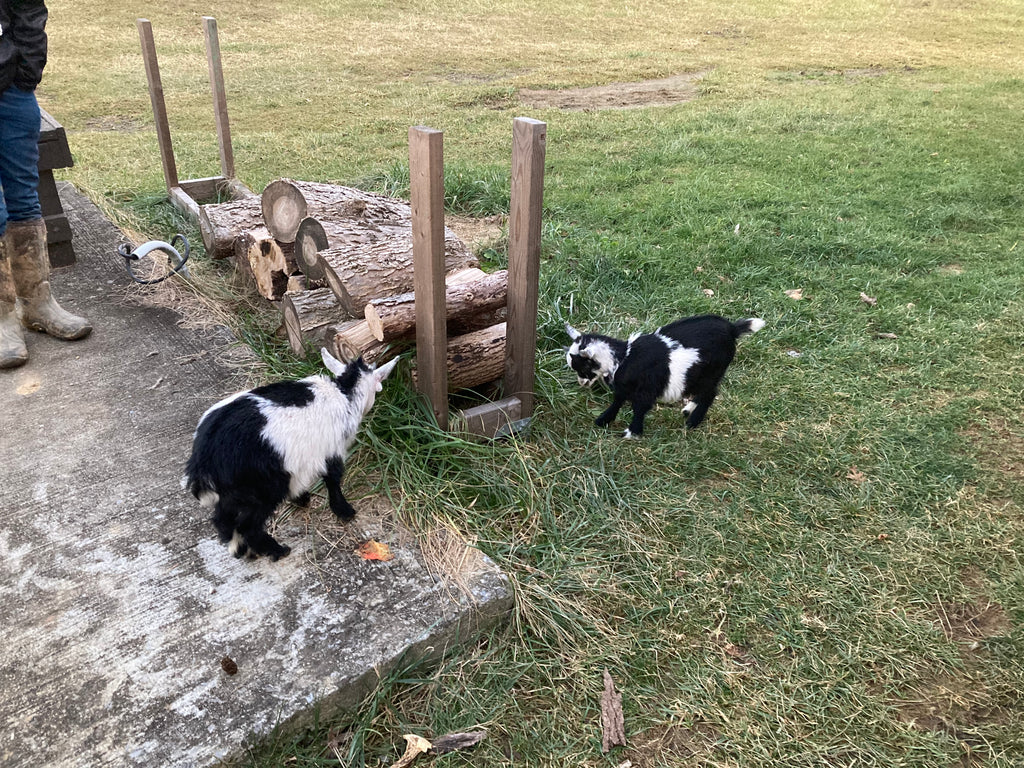 We Have Goats!