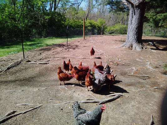 An Easy Way to Provide Treats for the Chickens