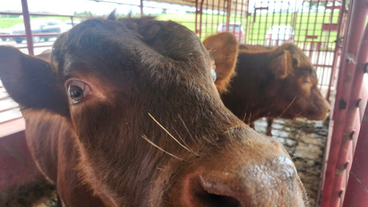 Our Cattle Journey, So Far...