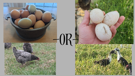 What Is the Difference Between Chicken Eggs and Duck Eggs?