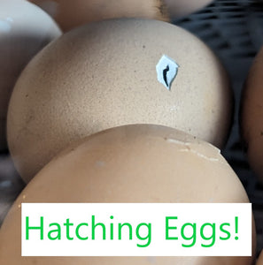 Hatching Baby Chicks