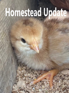 Homestead Update - September