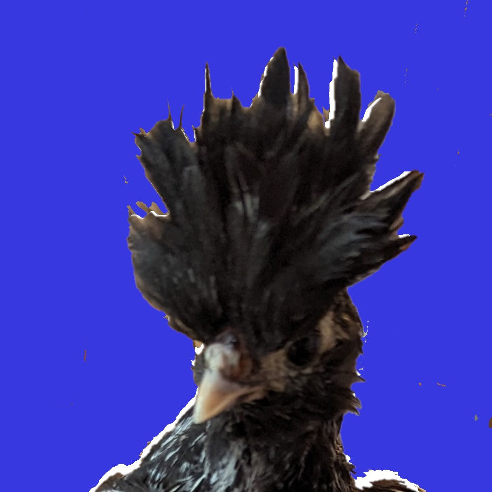 House Chicken?