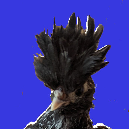 House Chicken?