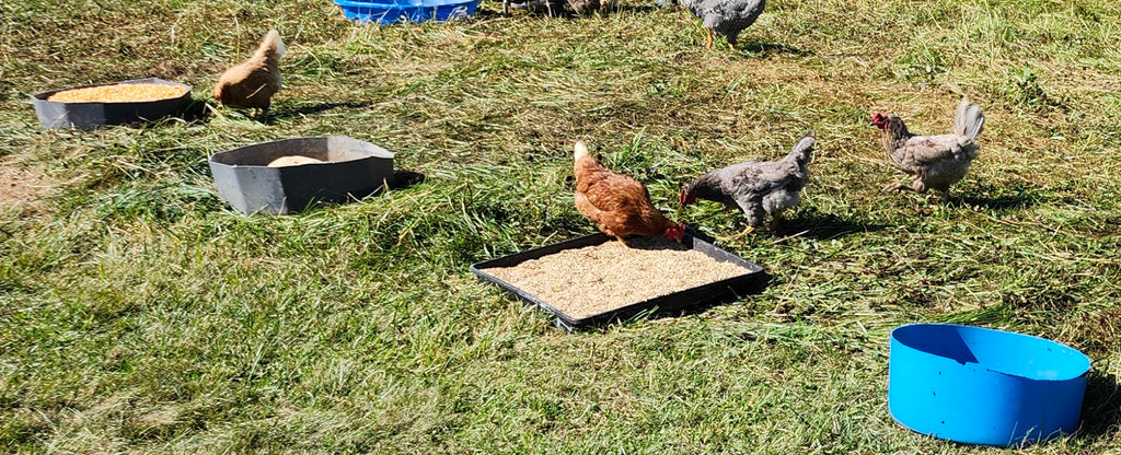 We Switched to Non-GMO/Organic Chicken Feed!