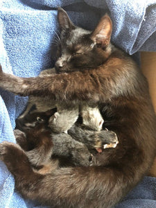 Our Cats Had Kittens