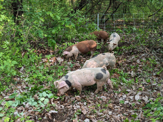 Pasture Raised Pork in Bulk