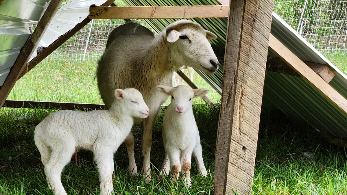 Livestock – Growing Roots Farm