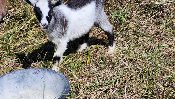 Kid #7 - Muffin - Doeling - Nigerian Dwarf