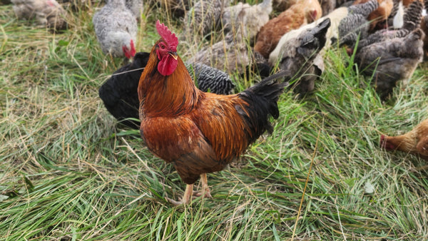 Starter Flock of 10 Laying Hens + 1 Rooster