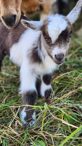 Kid #5 - Snickers - Buckling - Nigerian Dwarf/Pygmy