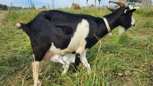 Kid #4 - Domino - Buckling - Nigerian Dwarf