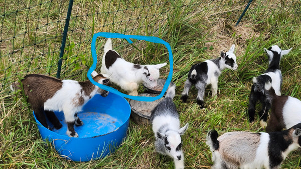 Kid #4 - Domino - Buckling - Nigerian Dwarf