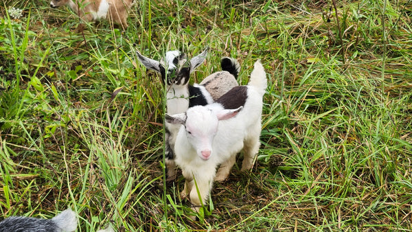 Kid #4 - Domino - Buckling - Nigerian Dwarf