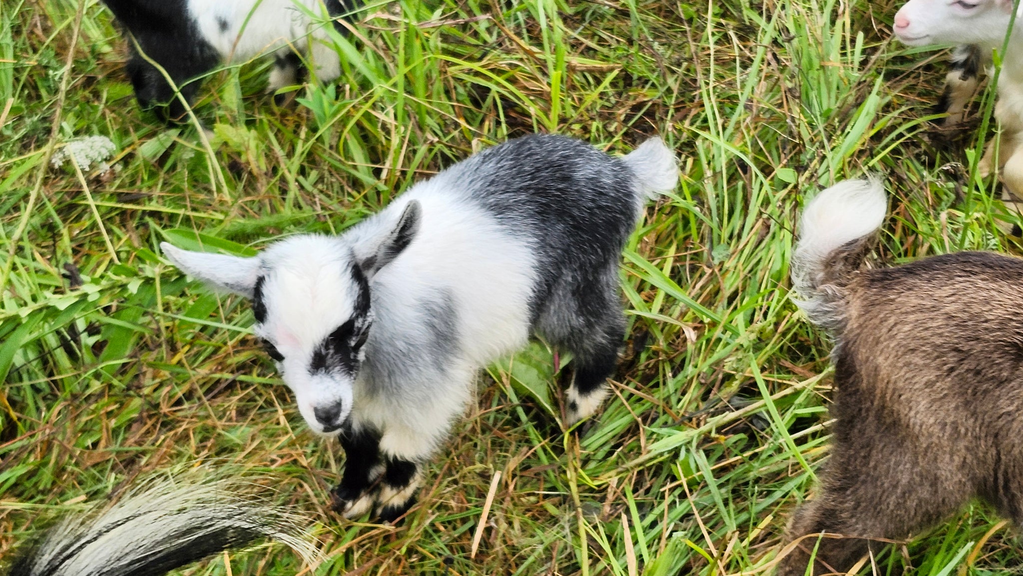 Kid #3 - Luna - Doeling - Nigerian Dwarf