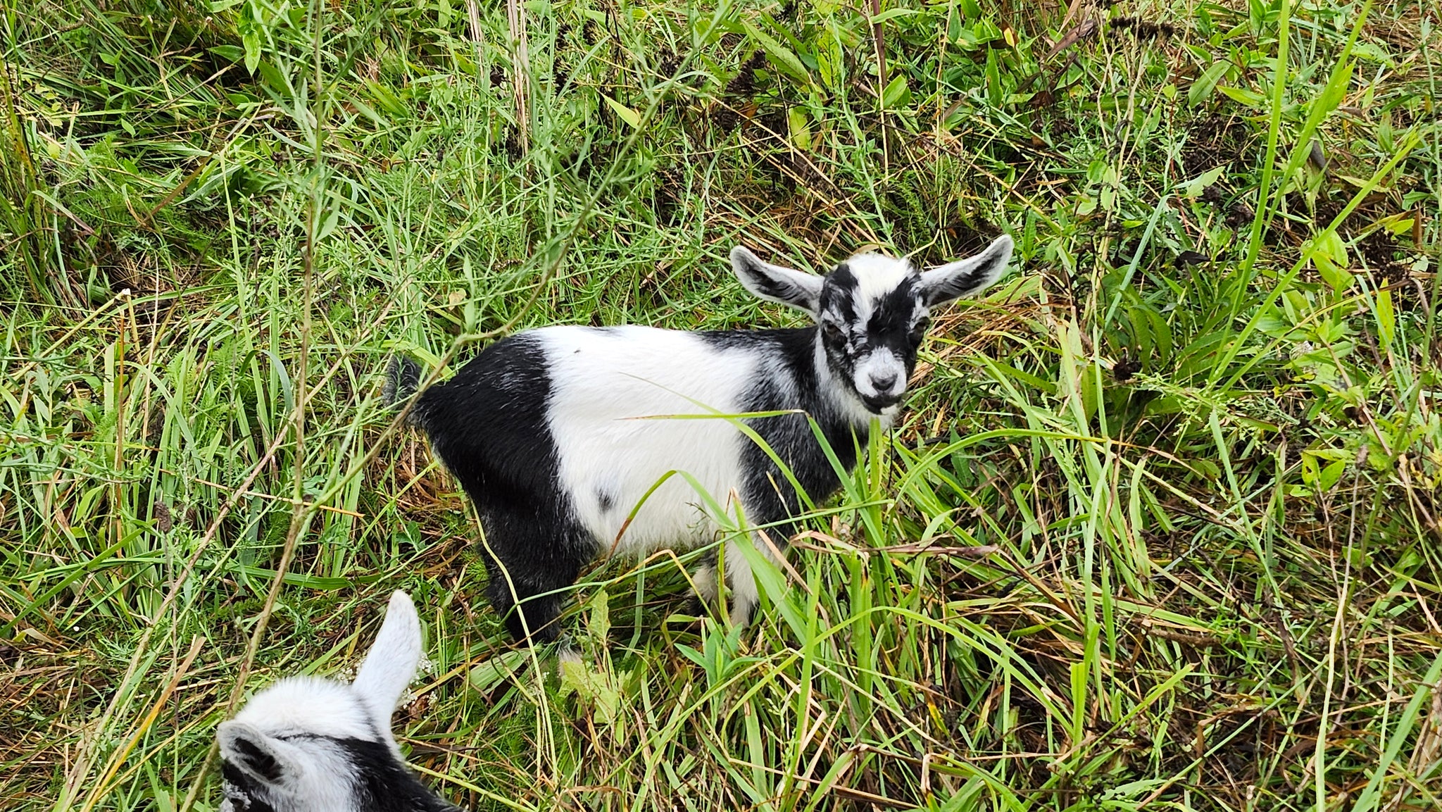 Kid #2 - Moxie - Doeling - Nigerian Dwarf/Pygmy