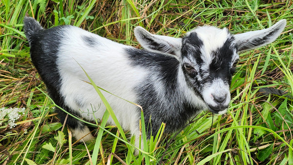 Kid #2 - Moxie - Doeling - Nigerian Dwarf/Pygmy