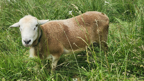 Registered Katahdin Ram – Proven & Gentle - 1.5 Years Old