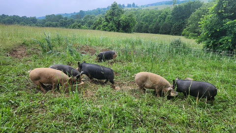 Pig Deposit - 1/2 of a Pig
