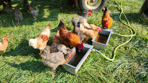 Small Flock of 5 Pasture-Raised Laying Hens.