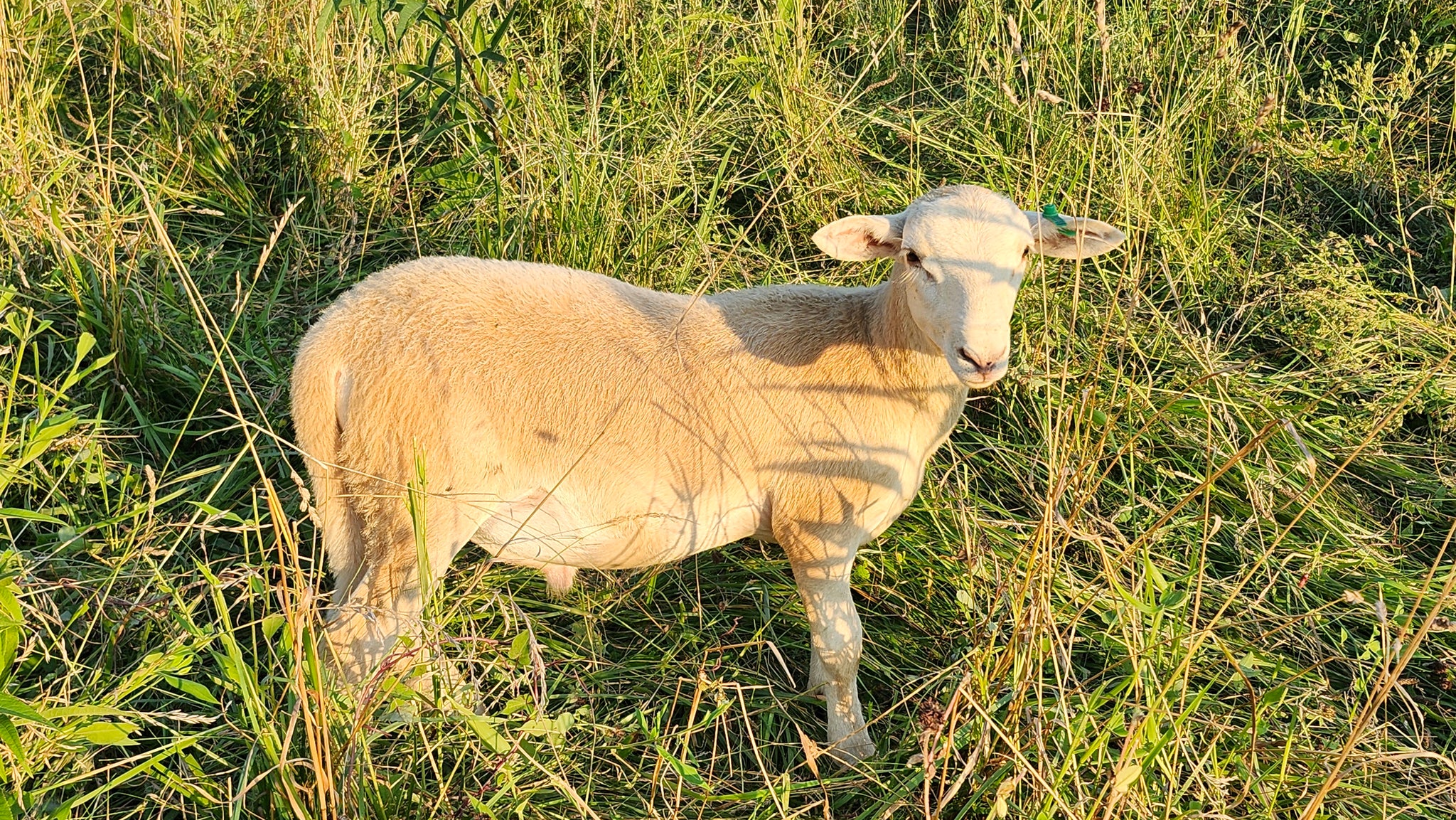 Pasture-Raised Ram Lamb – Katahdin/St. Croix Cross
