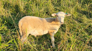 Pasture-Raised Ram Lamb – Katahdin/St. Croix Cross