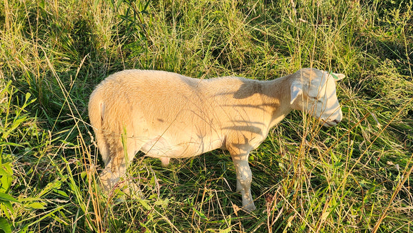Pasture-Raised Ram Lamb – Katahdin/St. Croix Cross