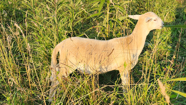 Pasture-Raised Ram Lamb – Katahdin/St. Croix Cross