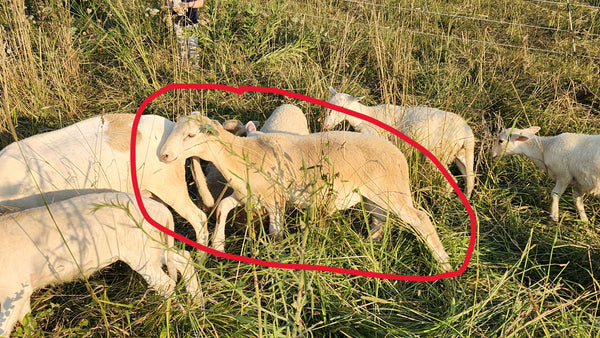 Pasture-Raised Ram Lamb – Katahdin/St. Croix Cross