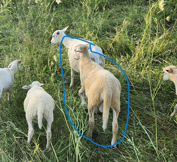 Pasture-Raised Ram Lamb – Katahdin/St. Croix Cross