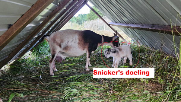 Snickers - Nigerian Dwarf/Pygmy Buck