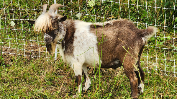 Snickers - Nigerian Dwarf/Pygmy Buck