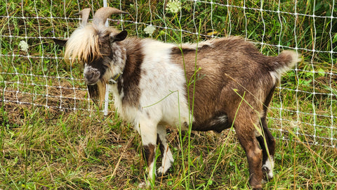 Snickers - Nigerian Dwarf/Pygmy Buck