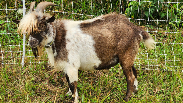 Snickers - Nigerian Dwarf/Pygmy Buck