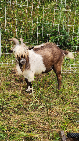 Snickers - Nigerian Dwarf/Pygmy Buck