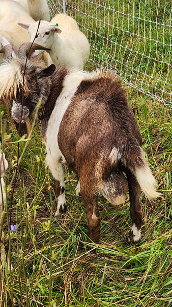 Snickers - Nigerian Dwarf/Pygmy Buck