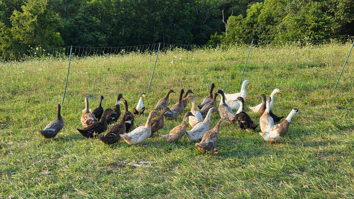 Ducks - Barnyard Mix