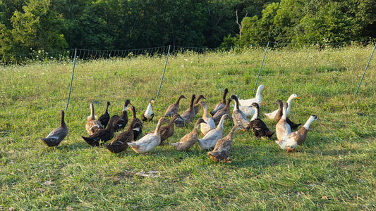 Ducks - Barnyard Mix
