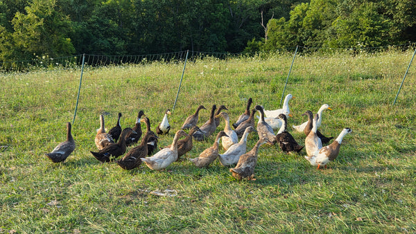Ducks - Barnyard Mix