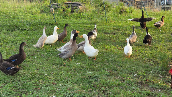 Ducks - Barnyard Mix