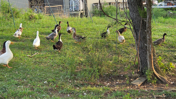 Ducks - Barnyard Mix