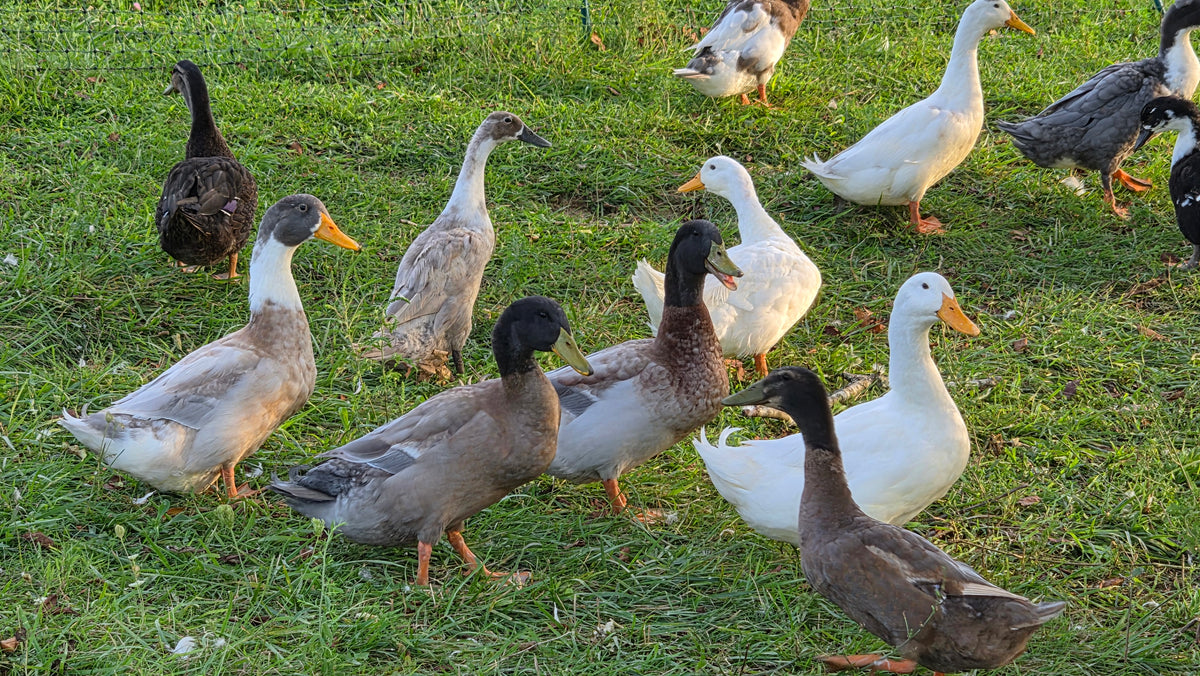 Ducks - Barnyard Mix