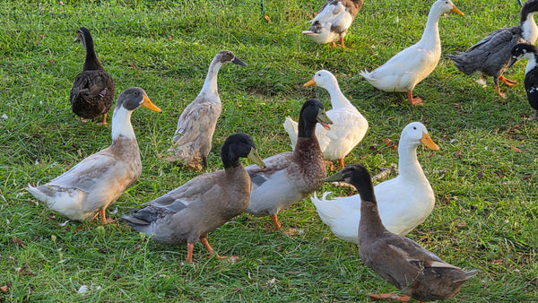 Ducks - Barnyard Mix