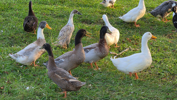 Ducks - Barnyard Mix