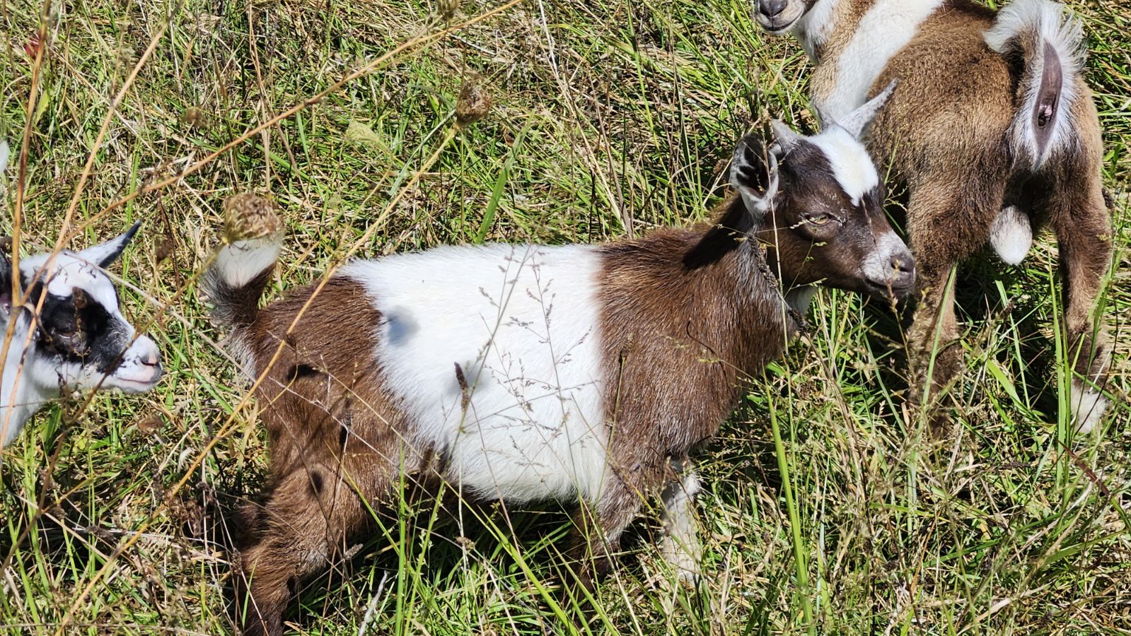 Kid #8 - Peanut - Buckling - Nigerian Dwarf