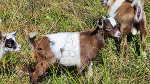 Kid #8 - Peanut - Buckling - Nigerian Dwarf