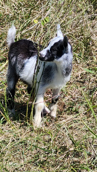 Kid #7 - Muffin - Doeling - Nigerian Dwarf