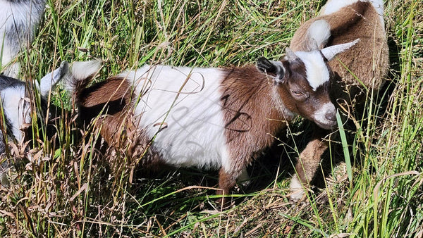 Kid #8 - Peanut - Buckling - Nigerian Dwarf